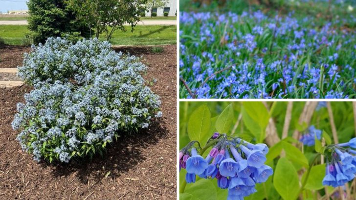 10 Gorgeous Blue Shade Perennials For Every Garden Design