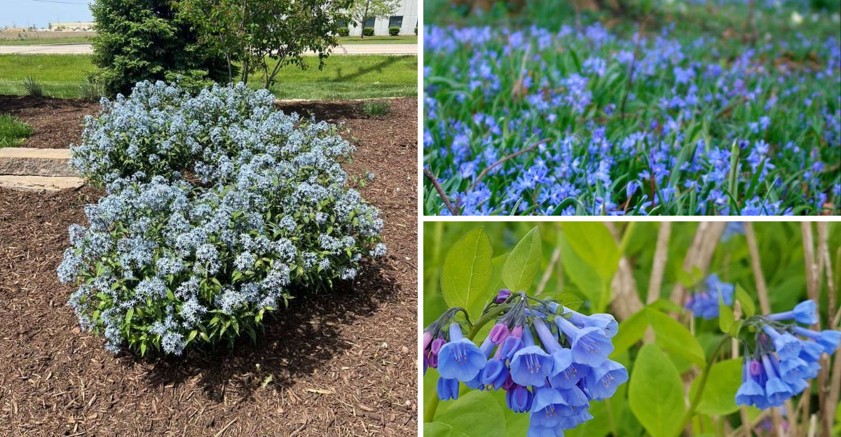 Gorgeous Blue Shade Perennials For Every Garden Design