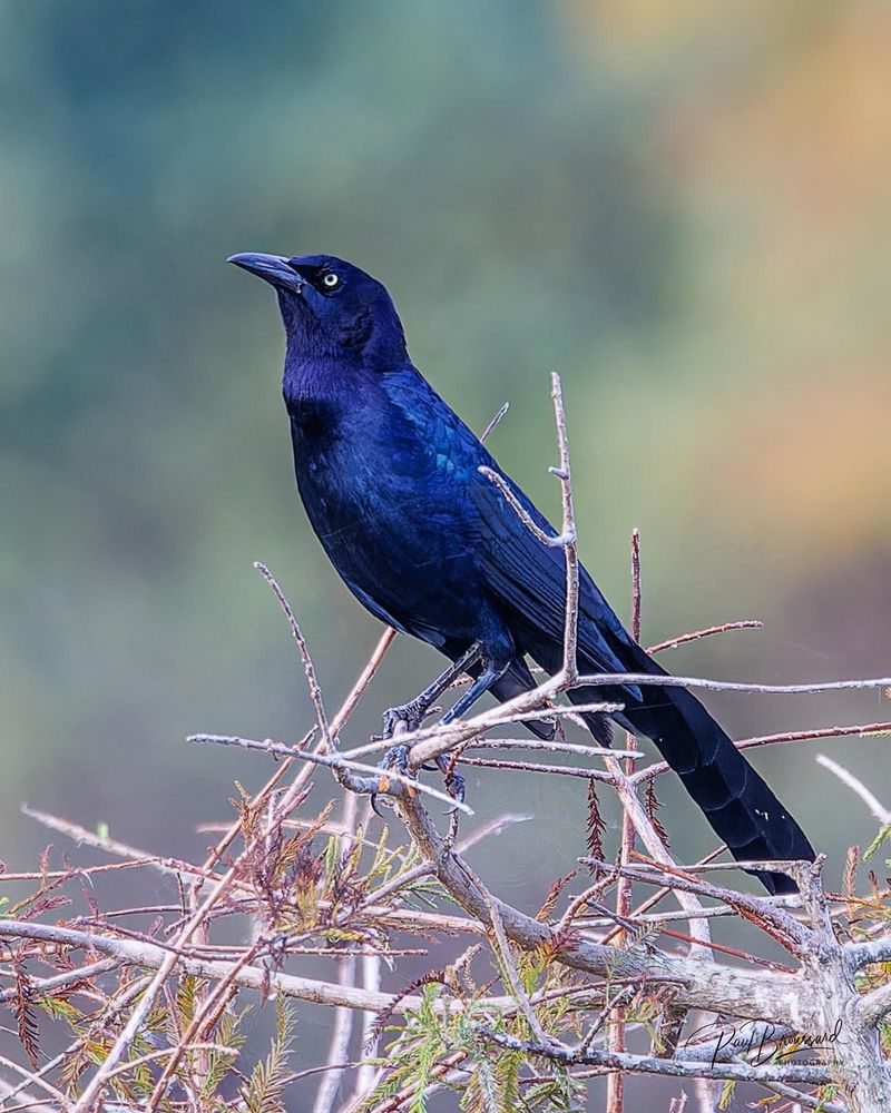 Great-tailed Grackle