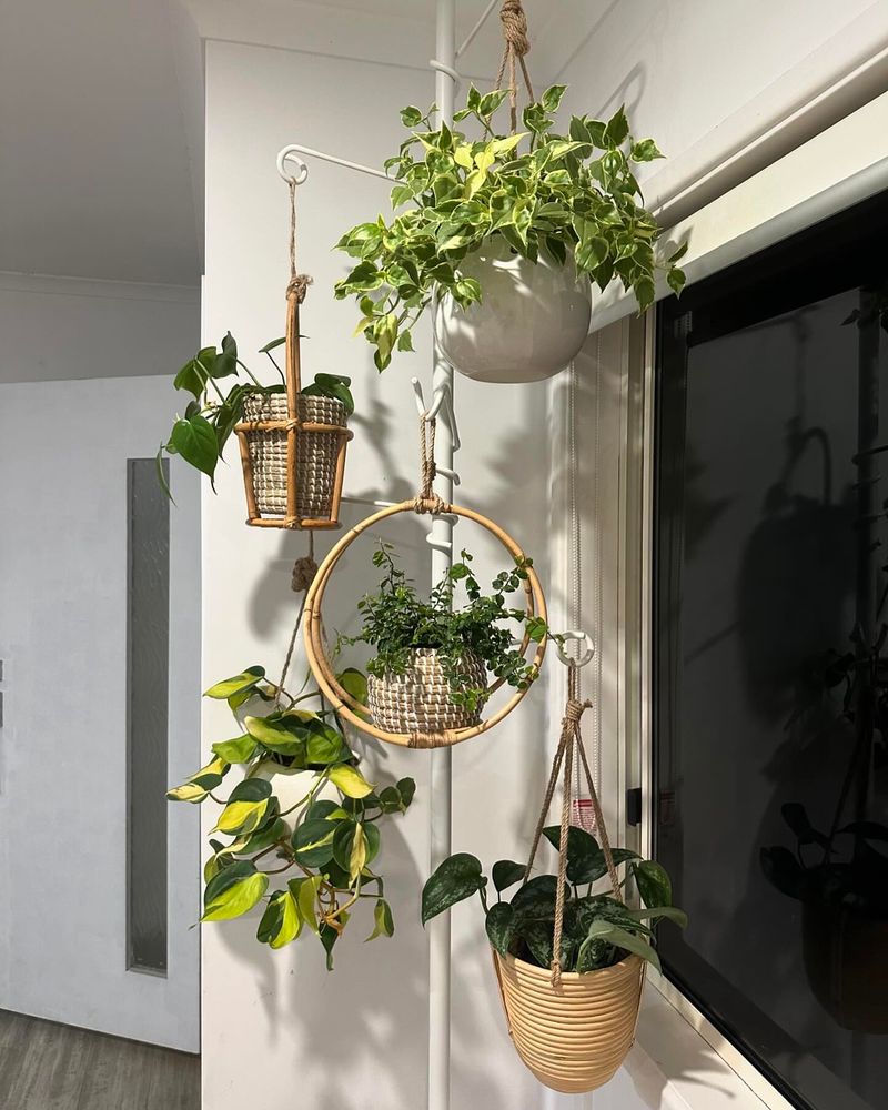 Hanging Baskets