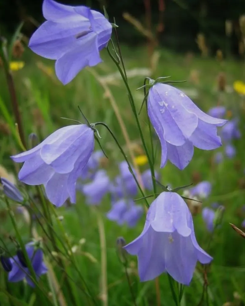 Harebells