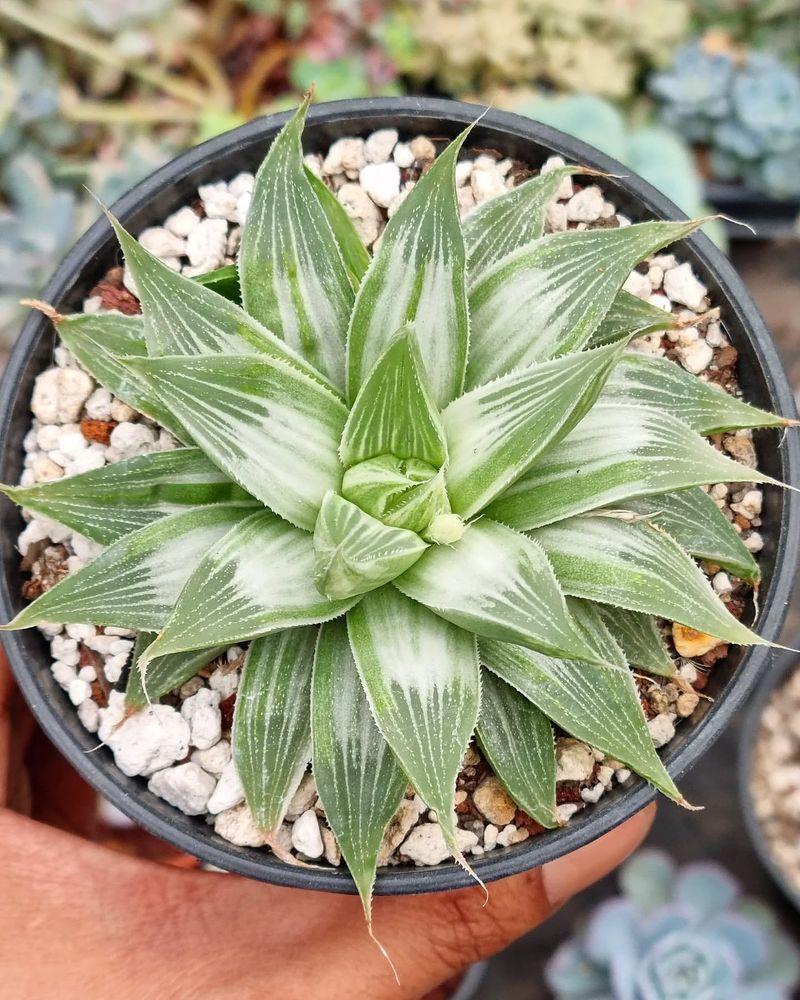 Haworthia 'White Ghost'