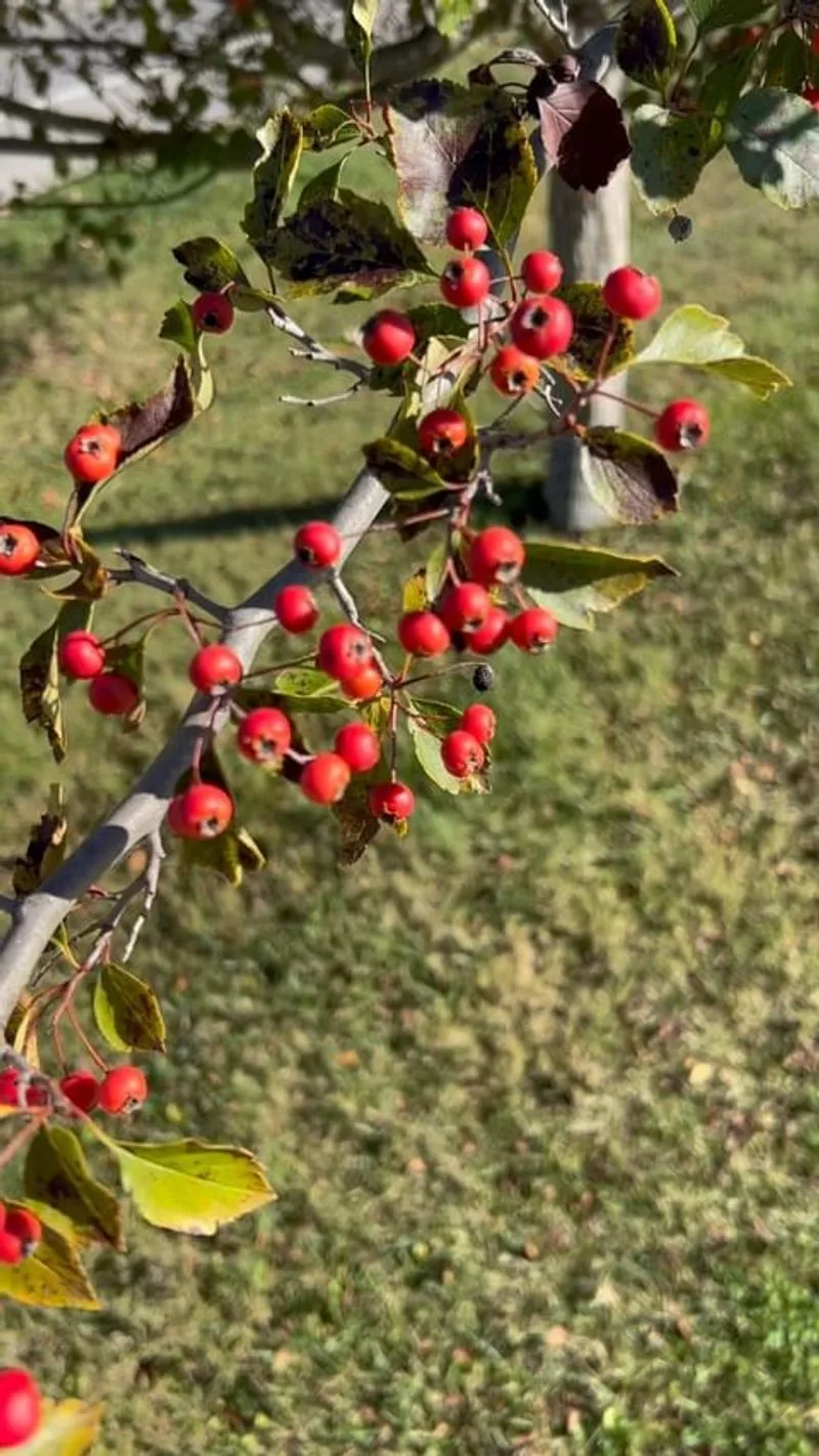 Hawthorn (Crataegus spp.)