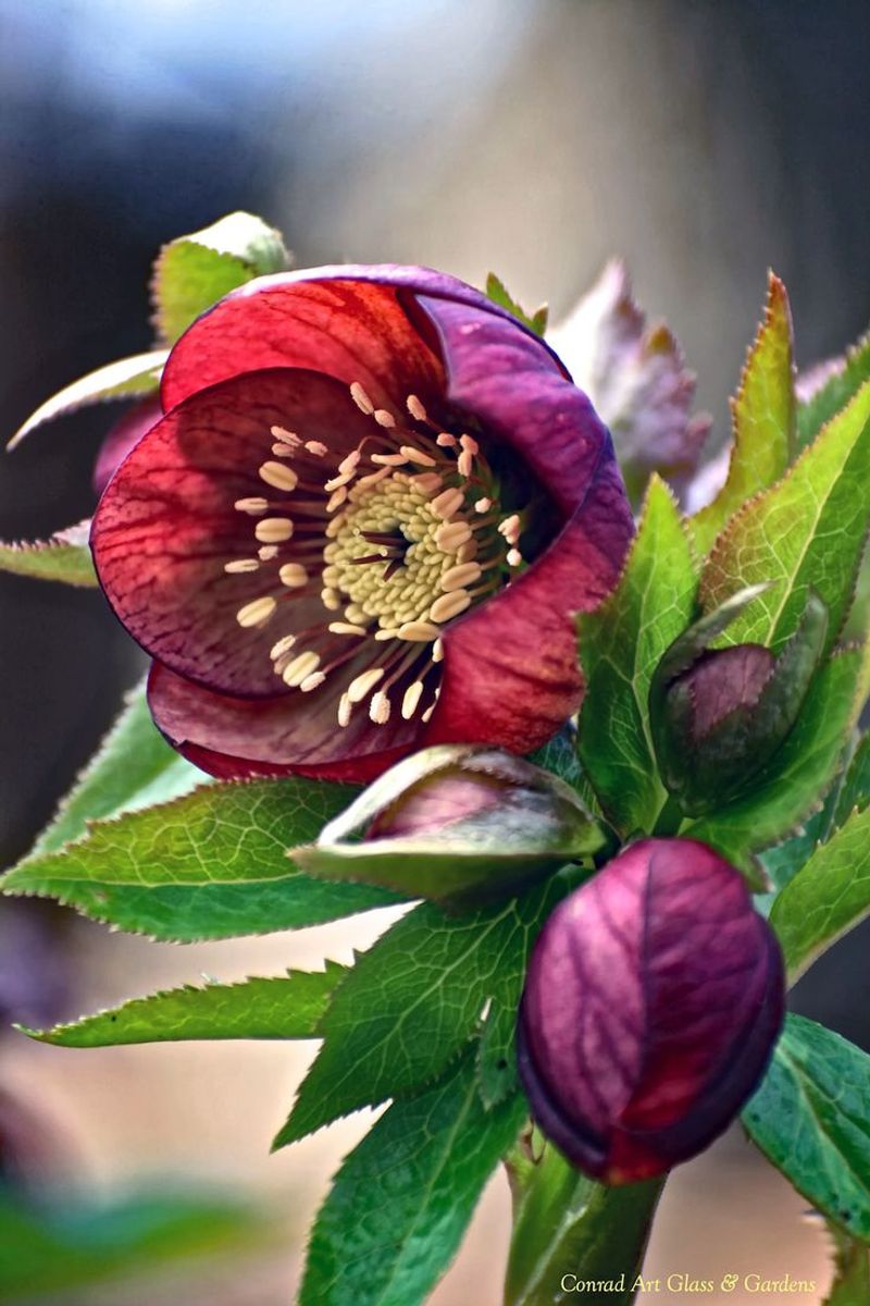 Hellebore