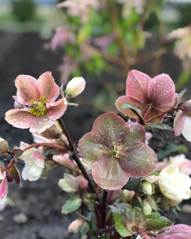 Hellebore