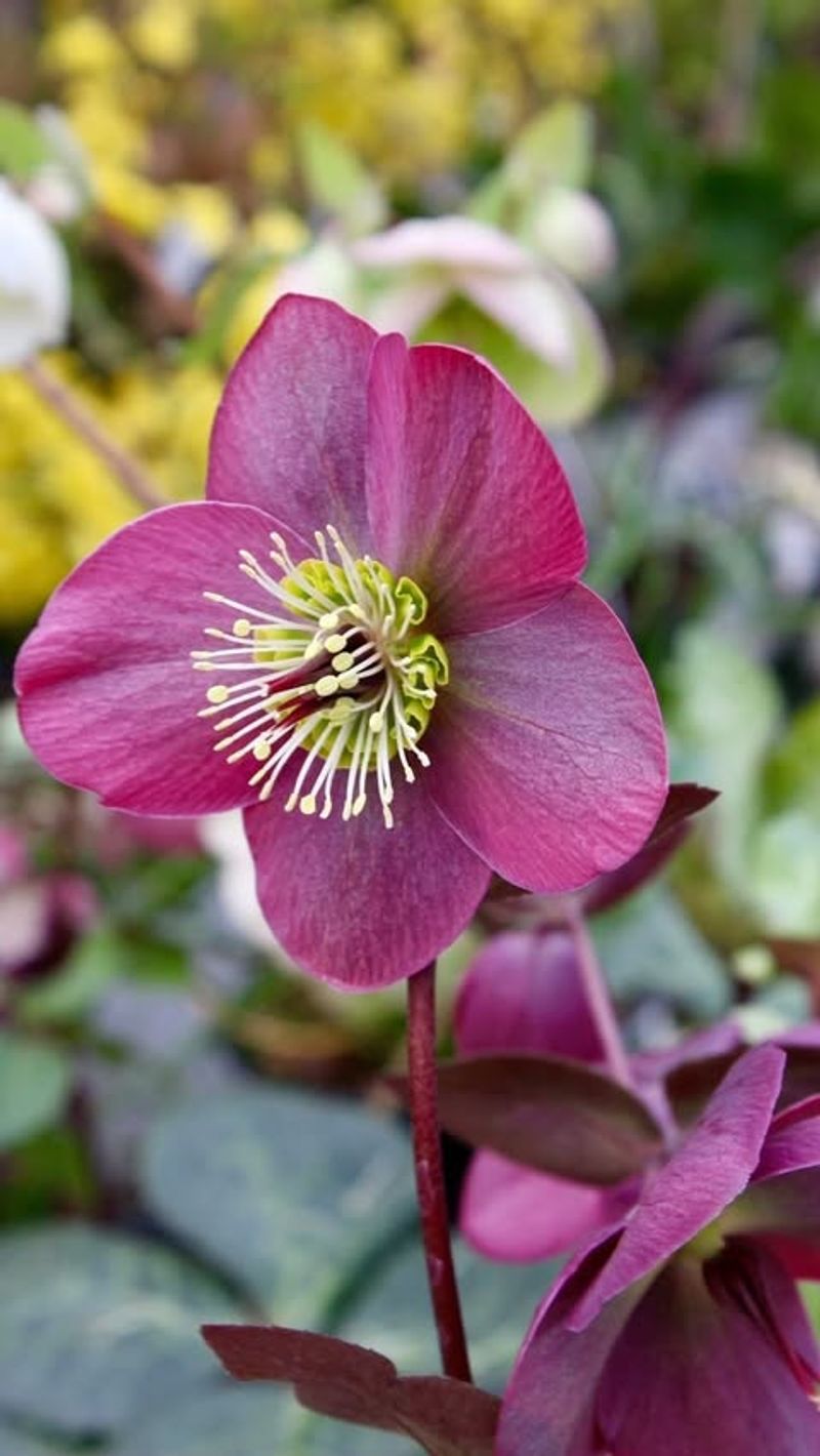 Hellebores