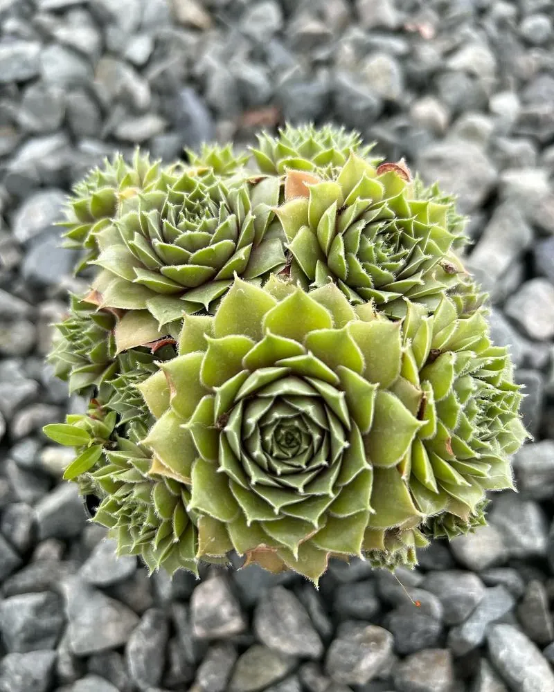 Hens and Chicks (Sempervivum)