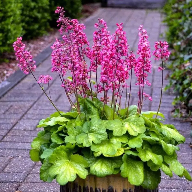 Heuchera