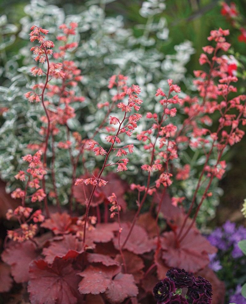 Heuchera 'Palace Purple'