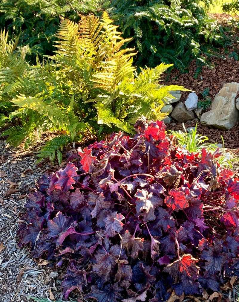 Heuchera