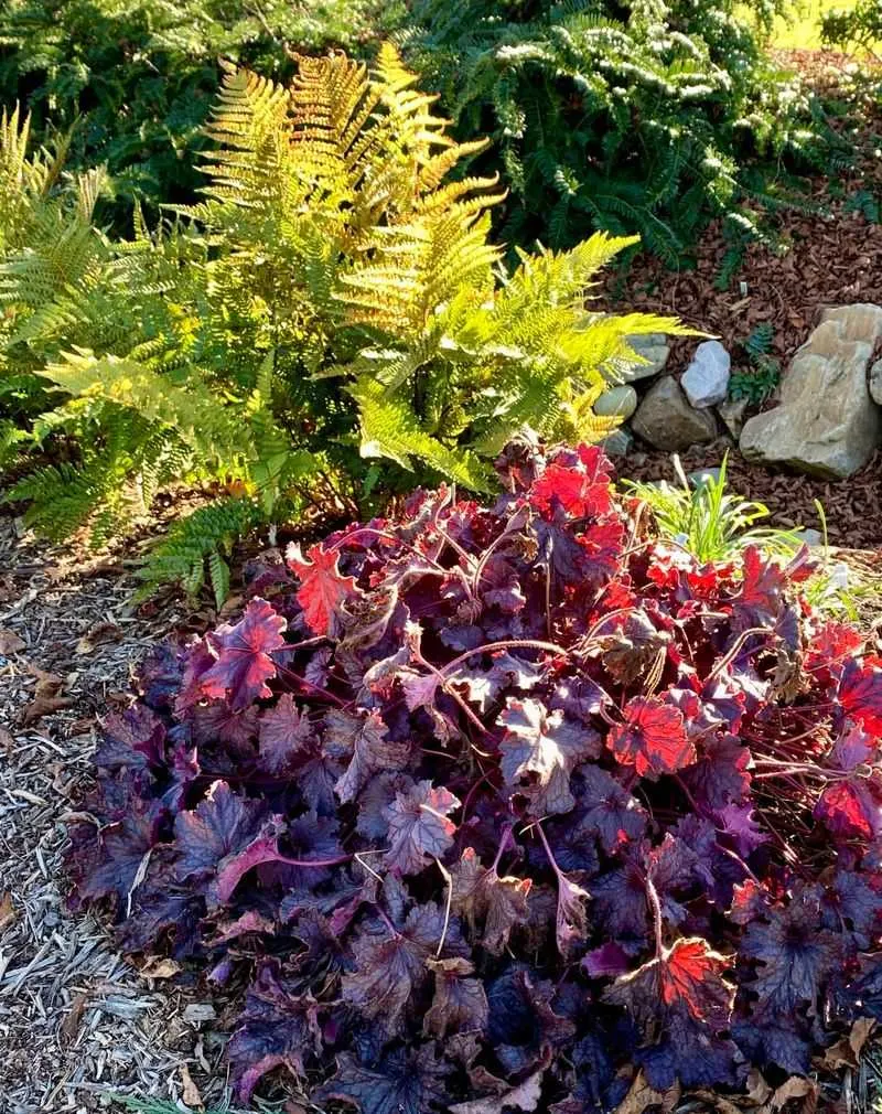 Heuchera