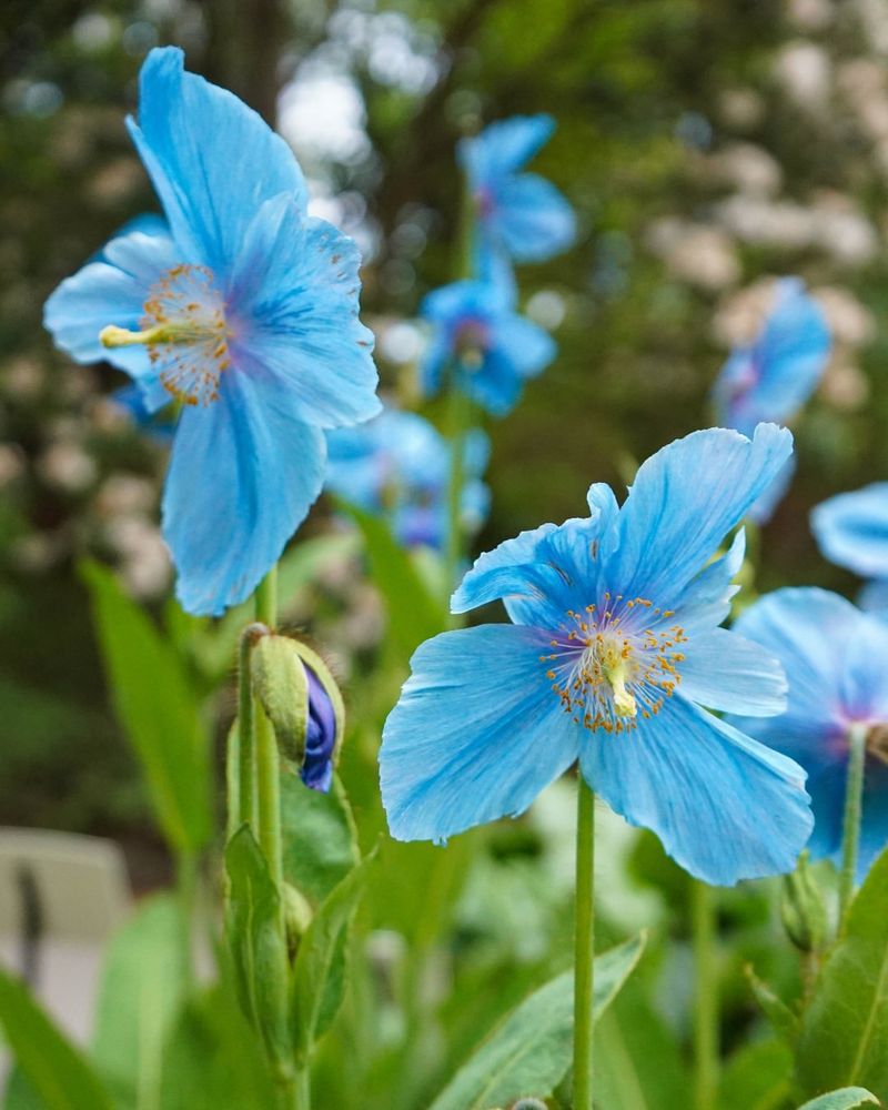 Himalayan Blue Poppy