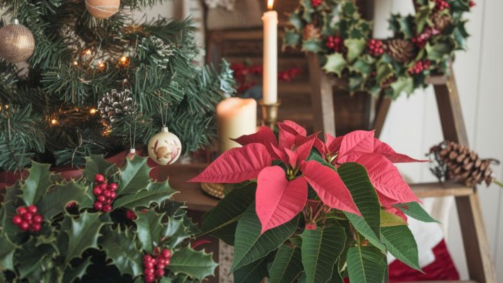 10 Holiday Plants Grandma Always Had in Her Home