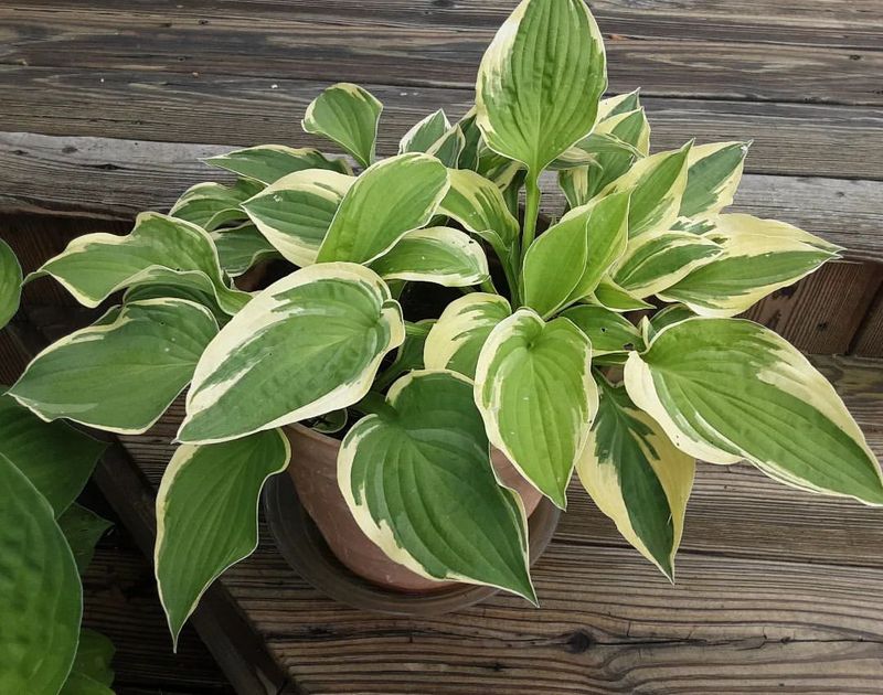 Hostas