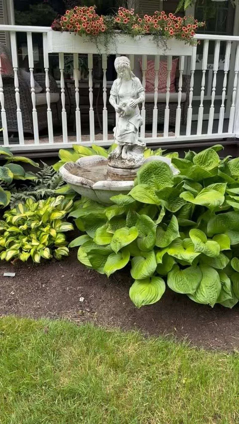 Hostas