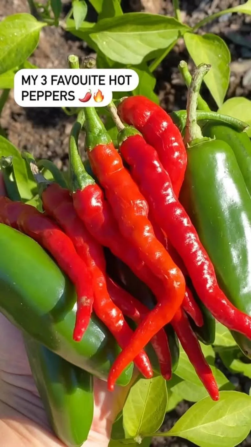 Hot Peppers