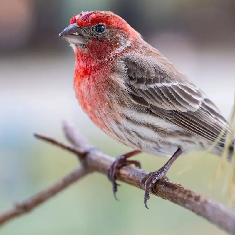 House Finch