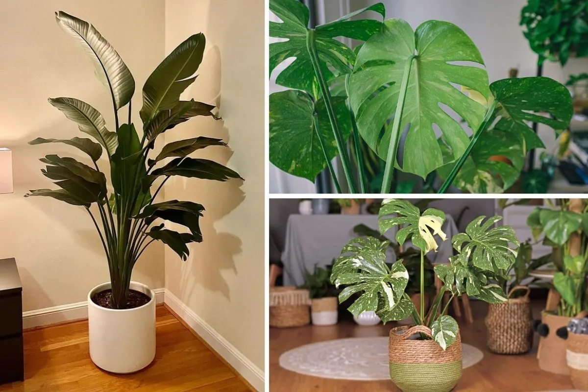 Houseplants with Massive Leaves That Will Transform Your Home