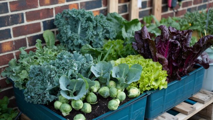 How to Grow Fresh and Flavorful Winter Veggies with a DIY Container Garden