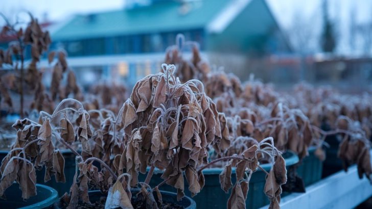 How to Revive Frost-Damaged Plants Before They’re Gone for Good