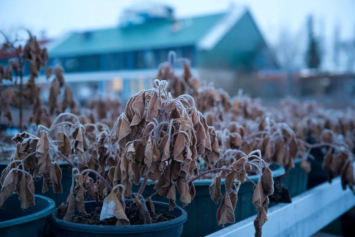 How to Revive Frost-Damaged Plants Before They’re Gone for Good