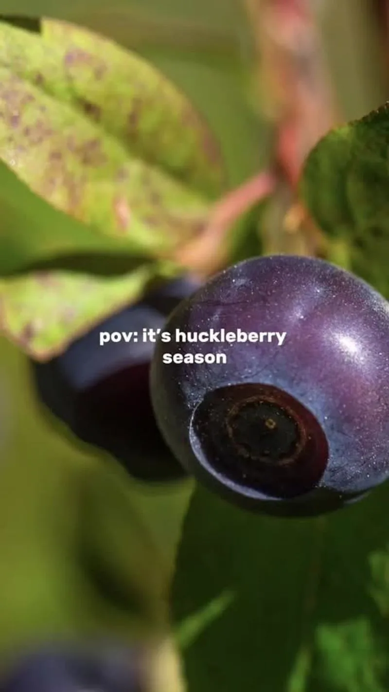 Huckleberry (Vaccinium membranaceum)