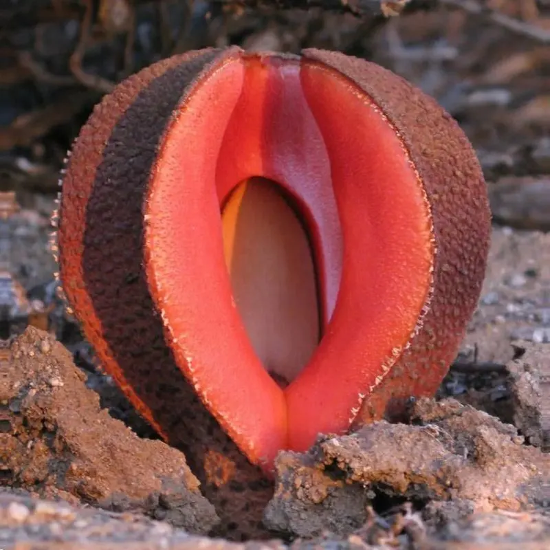 Hydnora Africana