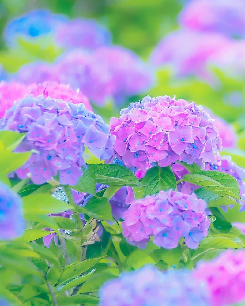 Hydrangea