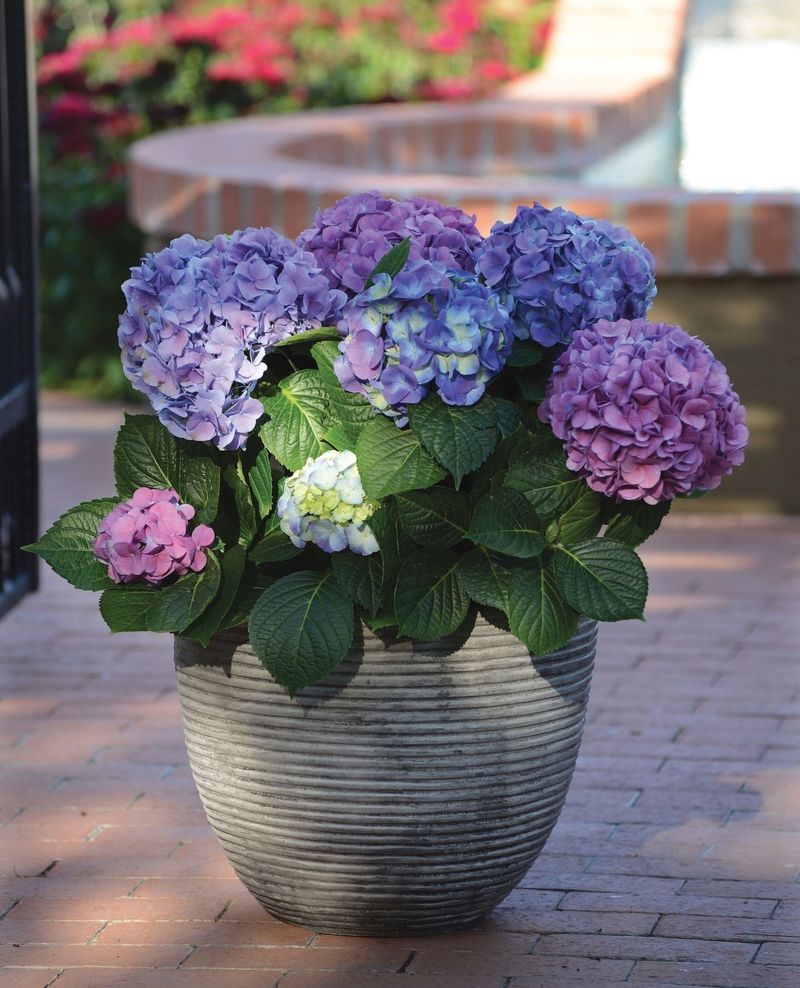 Hydrangea