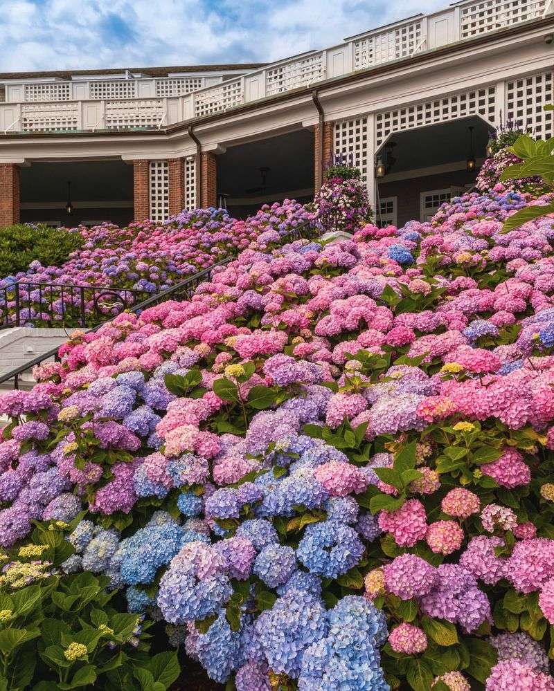 Hydrangeas