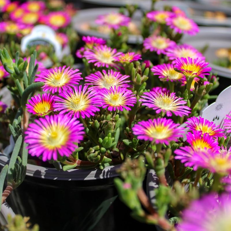 Ice Plant (Delosperma)