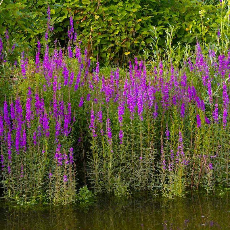 Impact on Wetlands