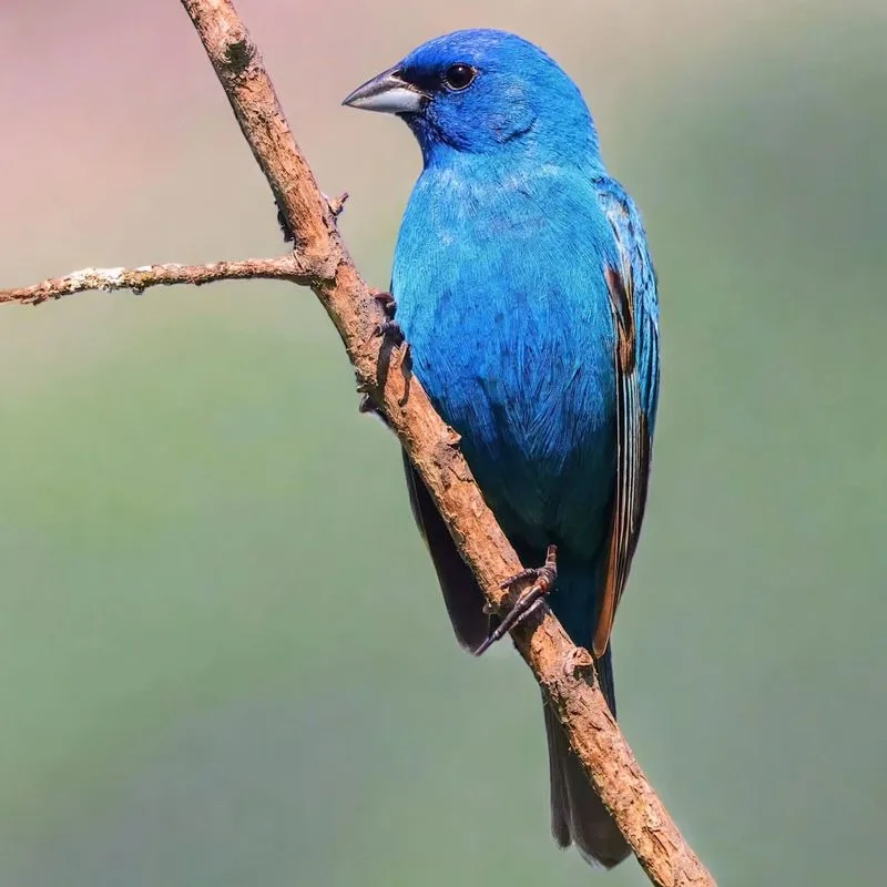 Indigo Bunting