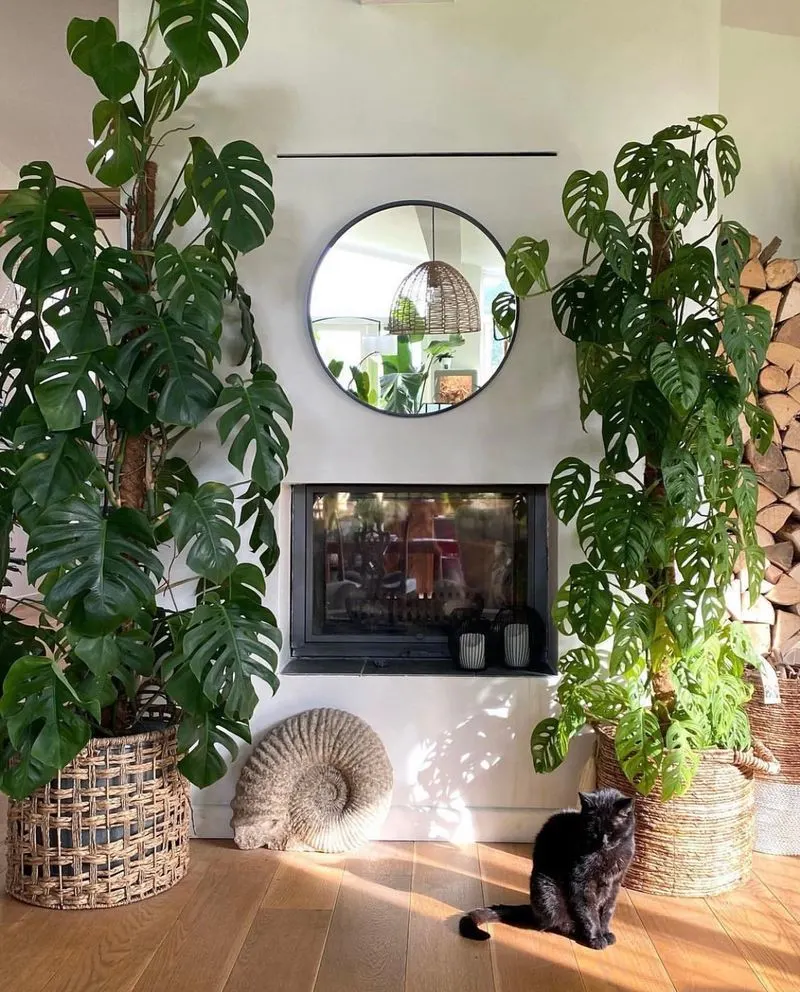 Indoor Plant Care