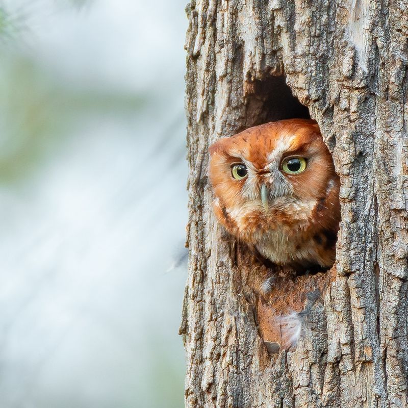 Install Perching Spots