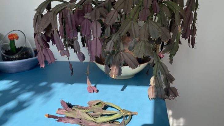 Is Your Christmas Cactus Turning Purple? Avoid These 4 Common Care Mistakes and How to Fix It