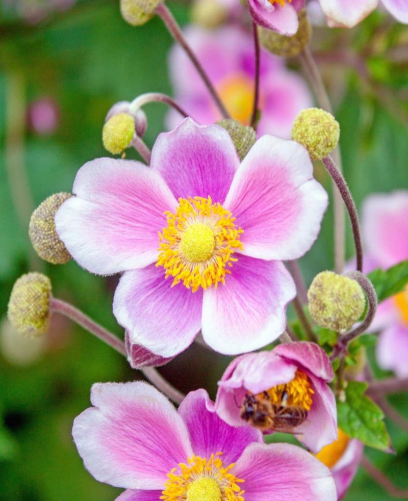 Japanese Anemone