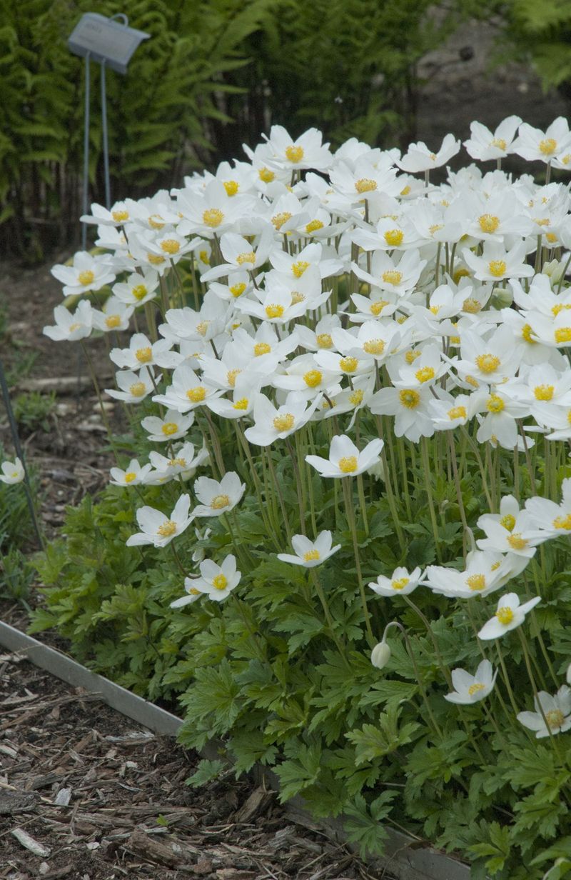 Japanese Anemone