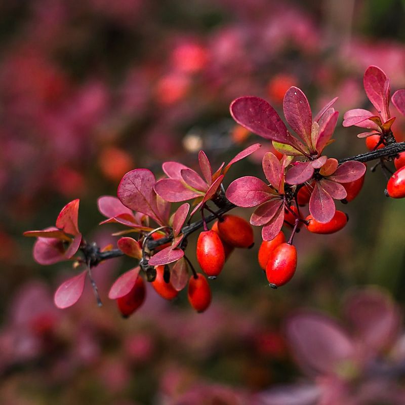 Japanese Barberry