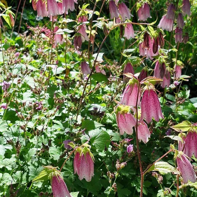 Japanese Bellflower