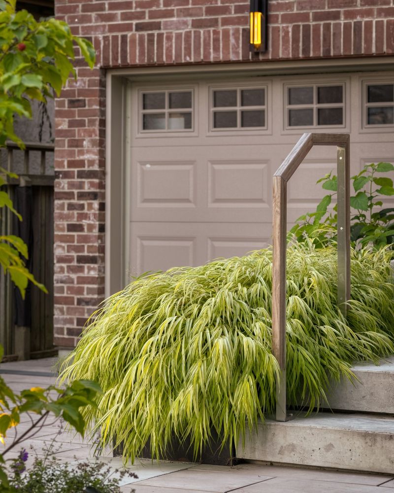 Japanese Forest Grass