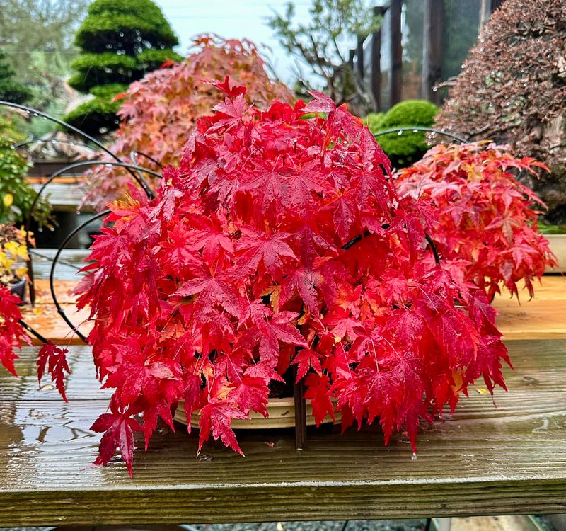 Japanese Maple