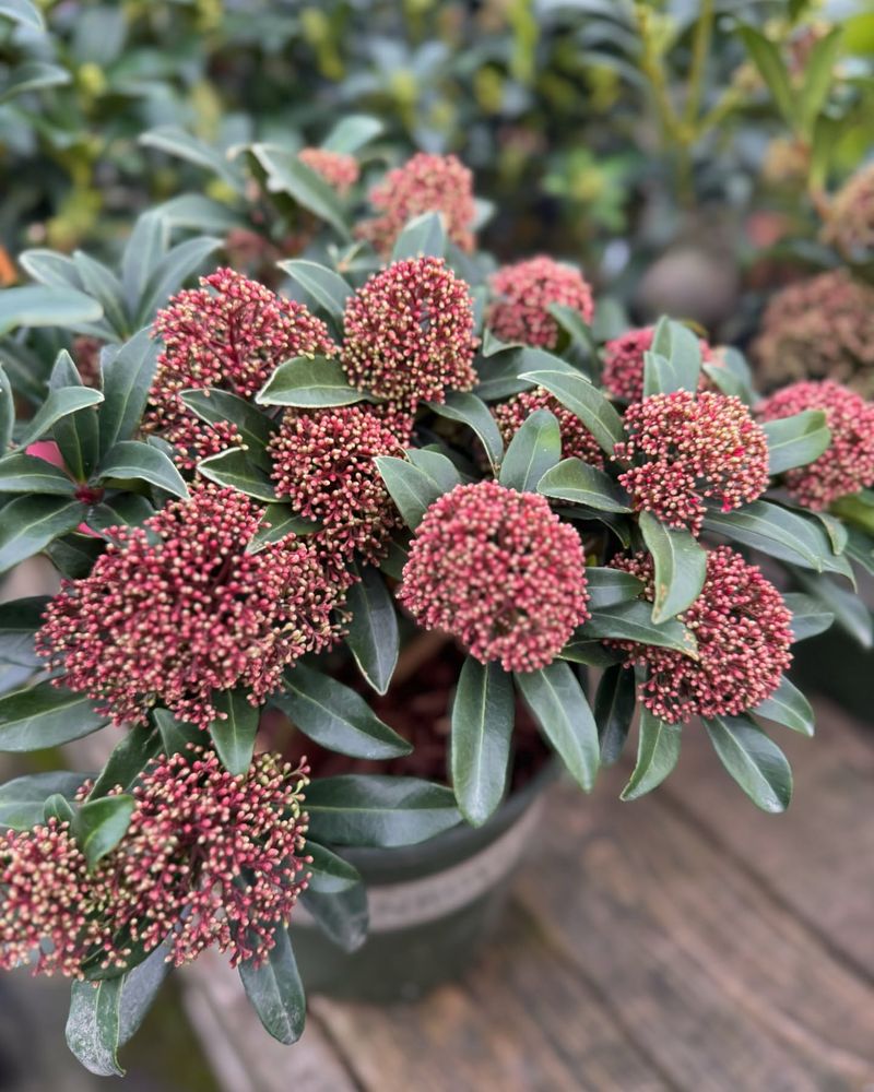 Japanese Skimmia