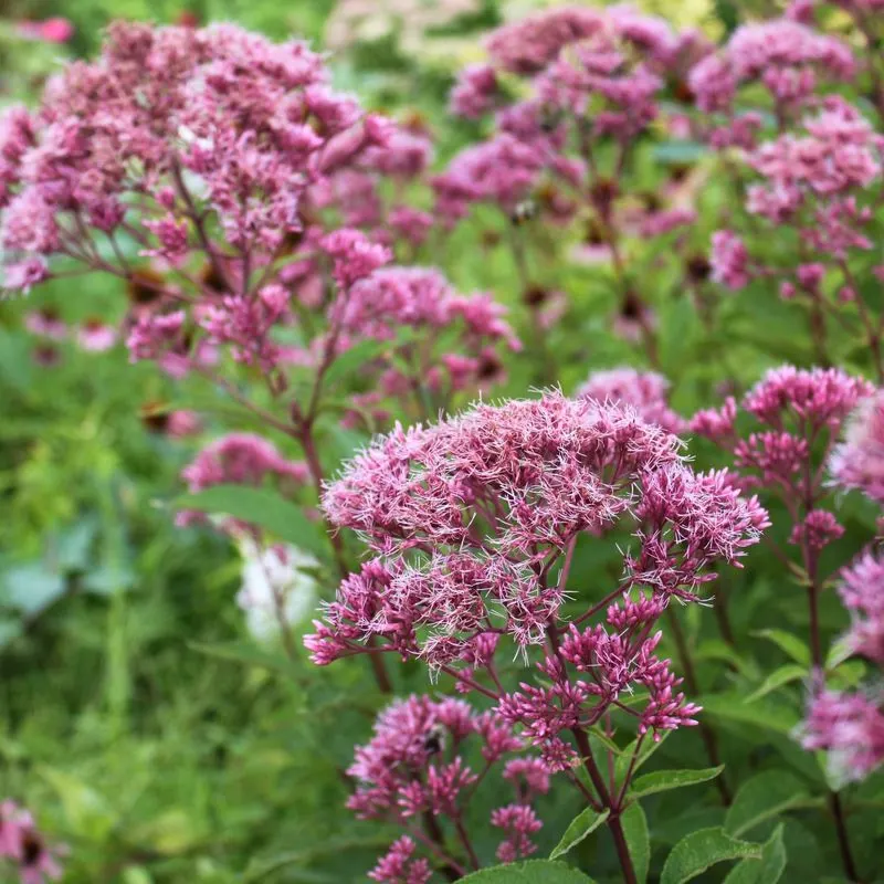 Joe-Pye Weed