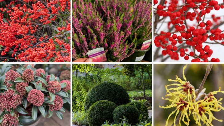 Keep Your Garden Alive All Year With These 14 Winter-Friendly Shrubs