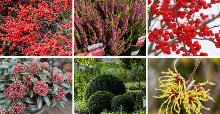Keep Your Garden Alive All Year With These 14 Winter-Friendly Shrubs