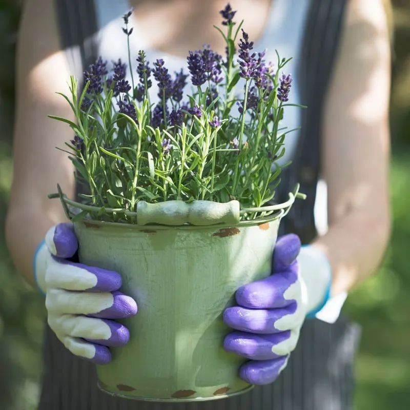 Lavender