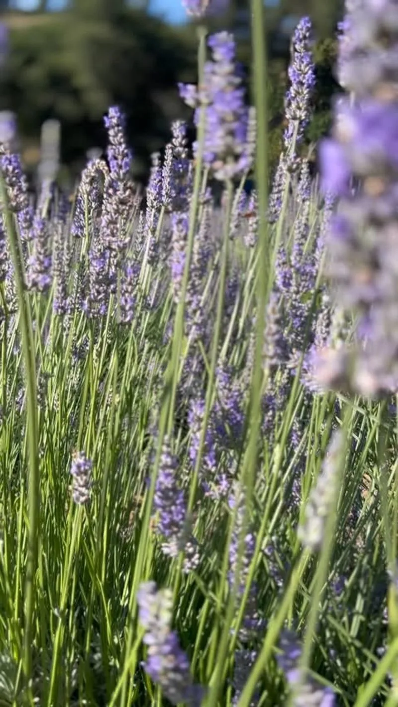 Lavender (Lavandula)