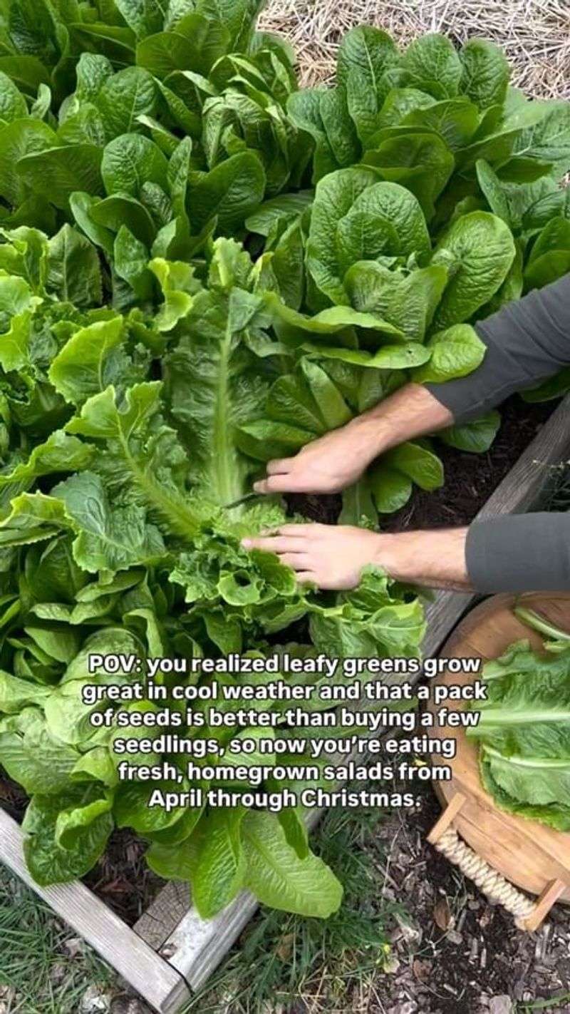 Leafy Greens (Lettuce)