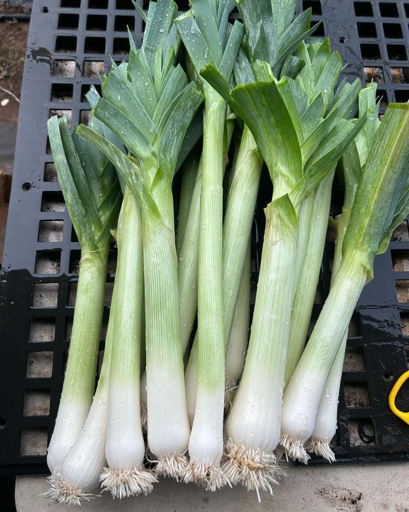 Leeks